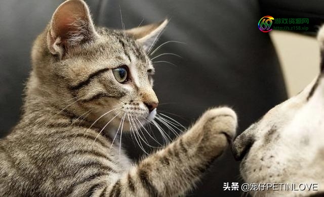 猫猫栽培安卓（安卓系统养猫）