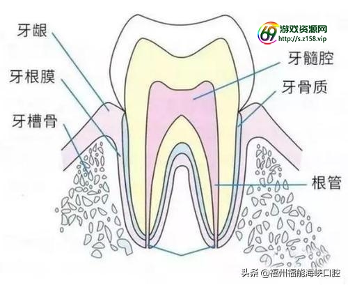 5多里牙己必，人老了掉牙更快？年龄有关排不上号，5个“保牙方子”请收好